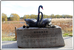 天鵝雕塑愛情的象征 天鵝雕塑愛情的象征